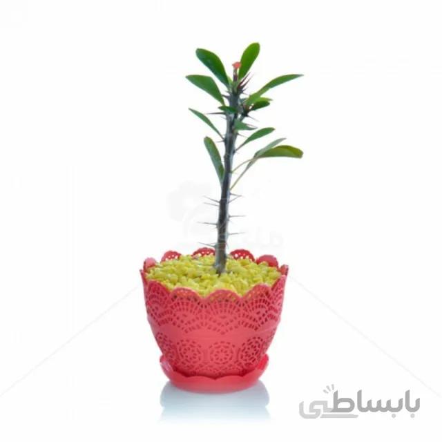 گیاه آپارتمانی مرجان در گلدان پلاستیکی طرح برجسته ارتفاع 21 سانتی متر