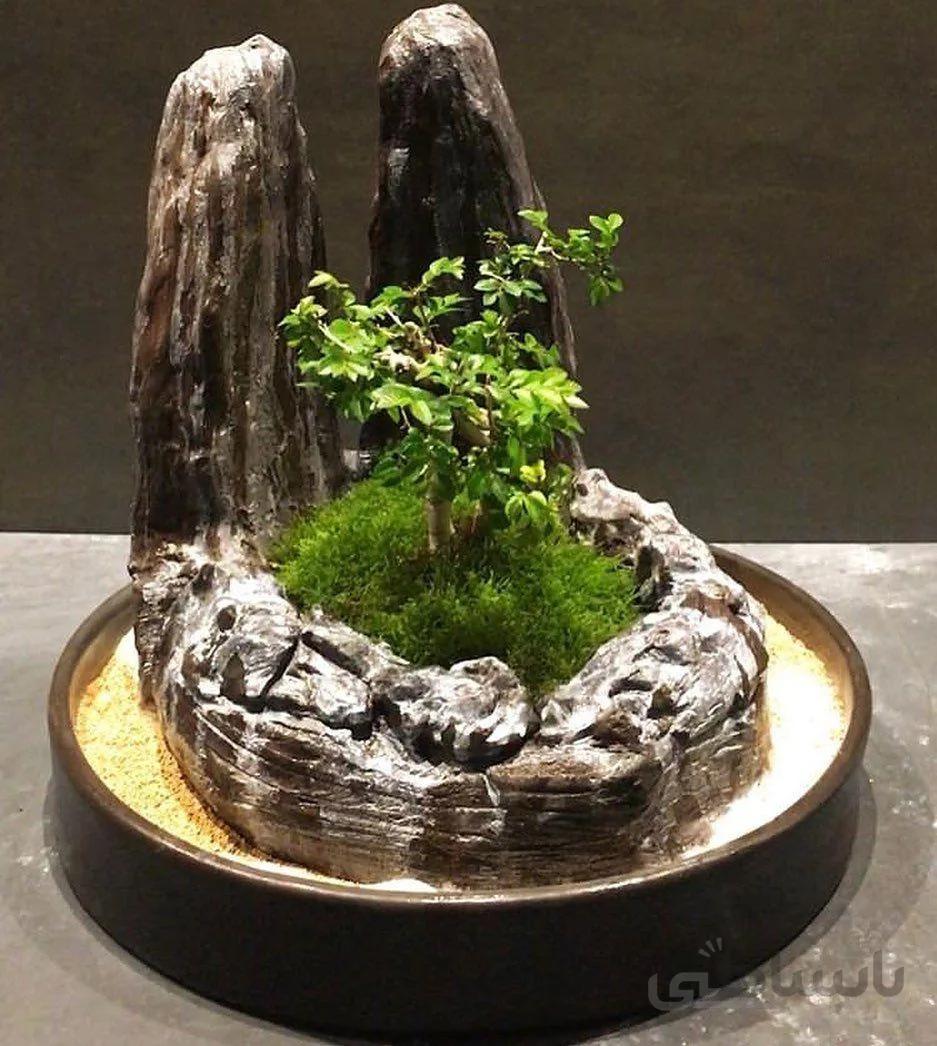 بونسای نارون با سازه (دو سخره ای)