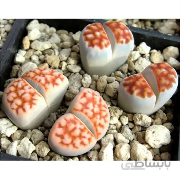 بذر لیتوپس کاراس مونتانا ده عدد