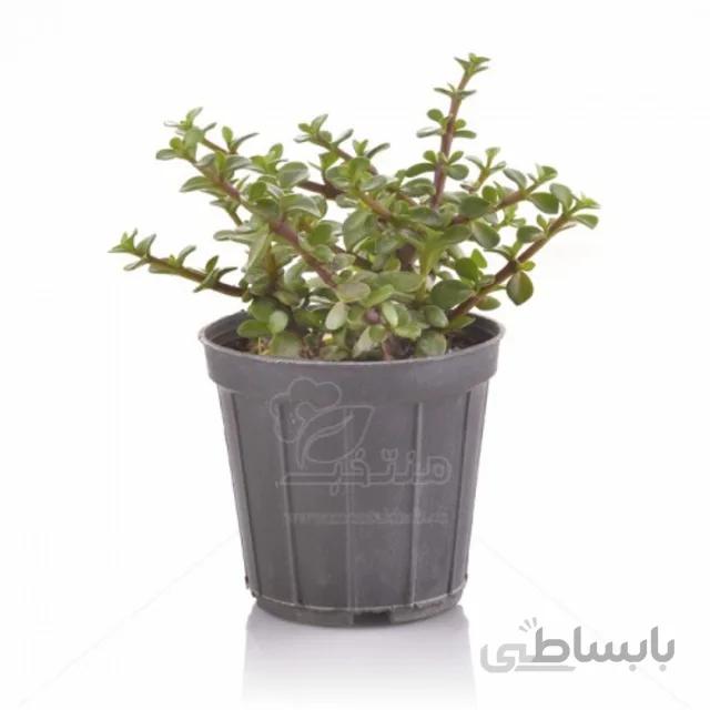 گیاه آپارتمانی کراسولا خرفه 15 سانتی متری