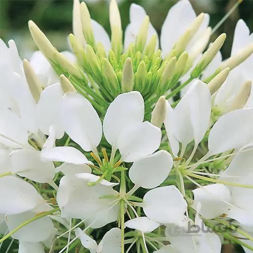 بذر گل لیلیوم چلچراغ سفید