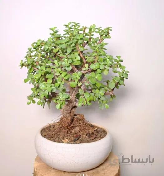 بونسای جید شماره 2