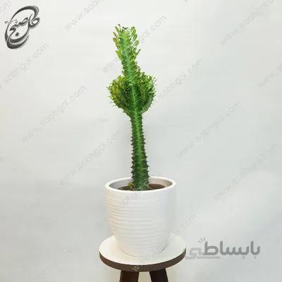 سفارش گل آنلاین – افوربیا تریگونا سبز طرح E-031