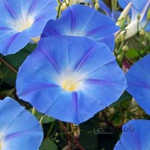 بذر گل نیلوفر پیچ آبی آسمانی ا Ipomoea - Clarke's Heavenly Blue