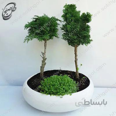 بونسای کاج نانا دوقلو طرح B-028 ( ارسال گل رایگان )