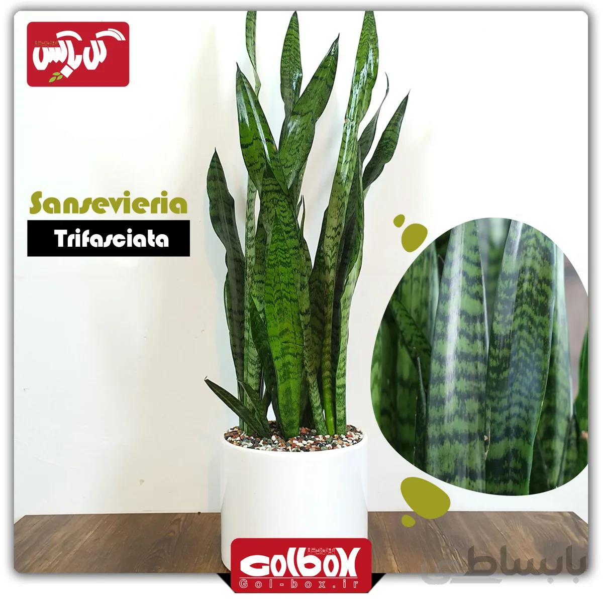 گل سانسوریا شمشیری