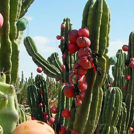 بذر کاکتوس سریوس پرویانوس