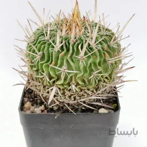 بذر کاکتوس اچینو فوسالو