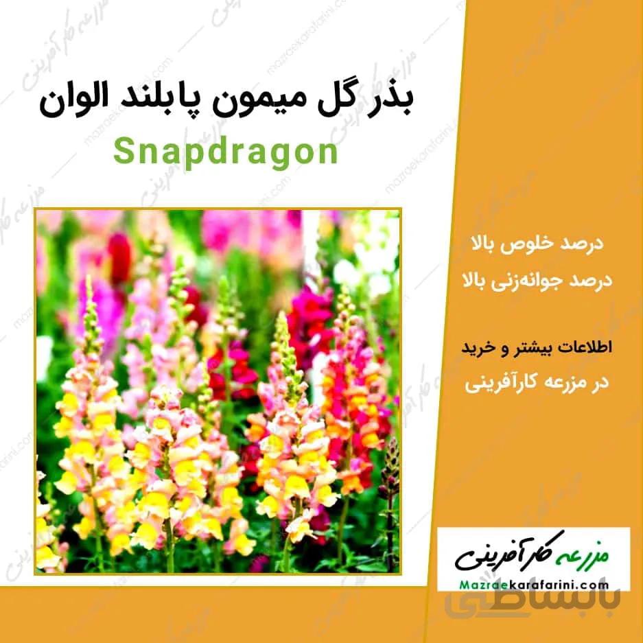 بذر گل میمون پا بلند الوان