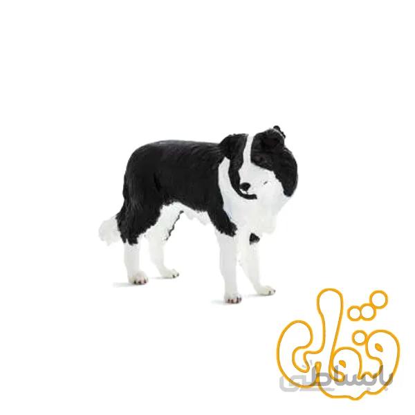 سگ گله مرزی Border Collie 387203