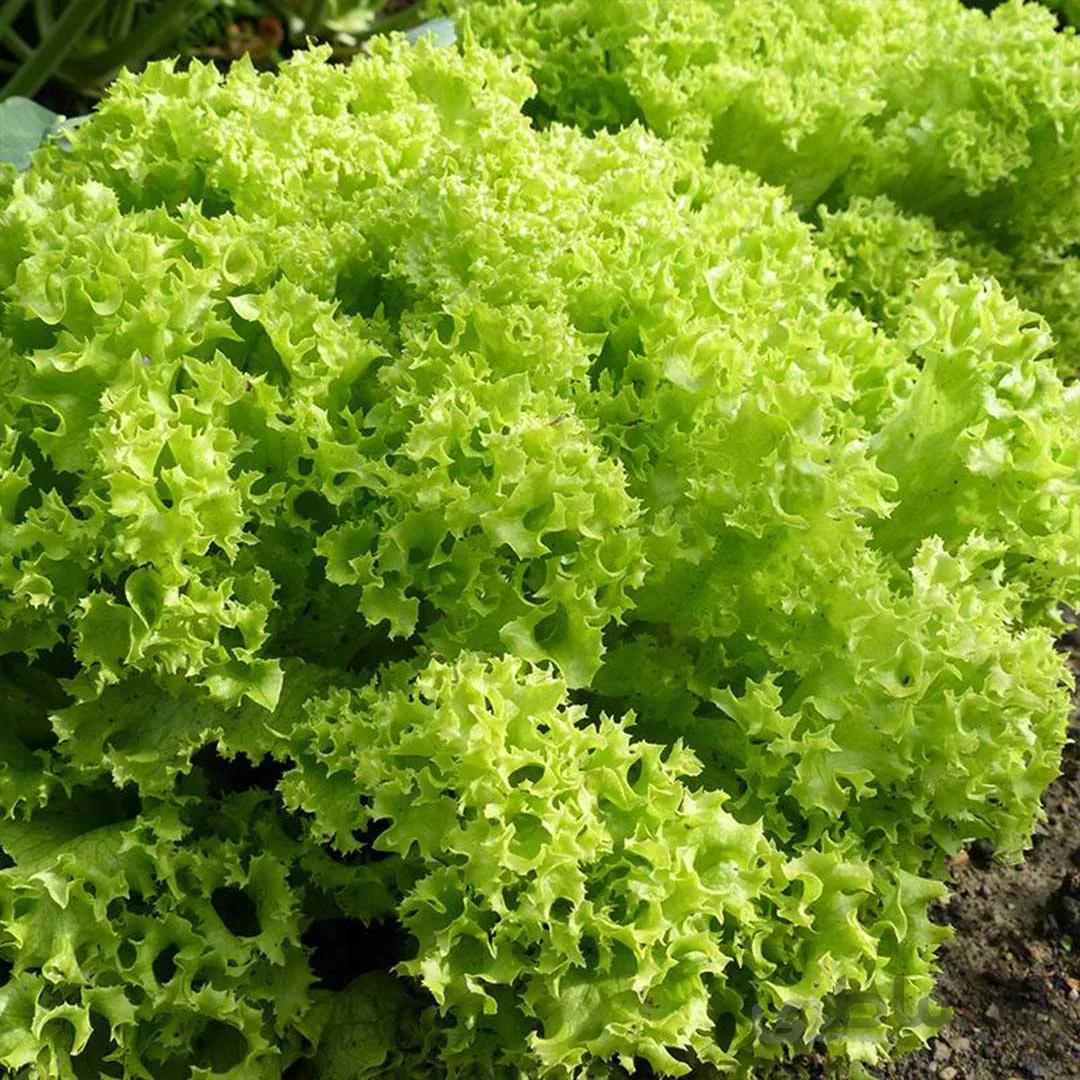 بذر کاهو فرانسوی (فر)