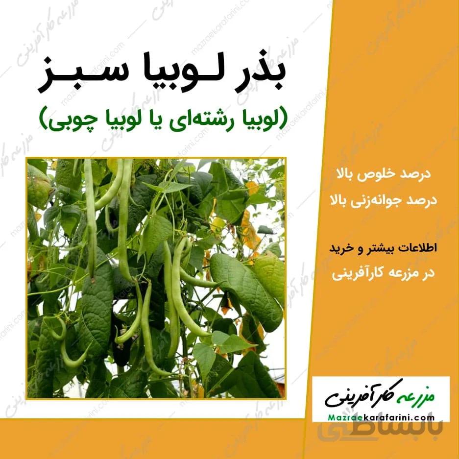 بذر لوبیا سبز کد 790813