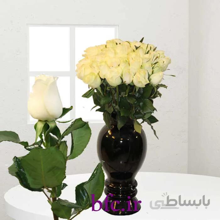 یک شاخه رز هلندی