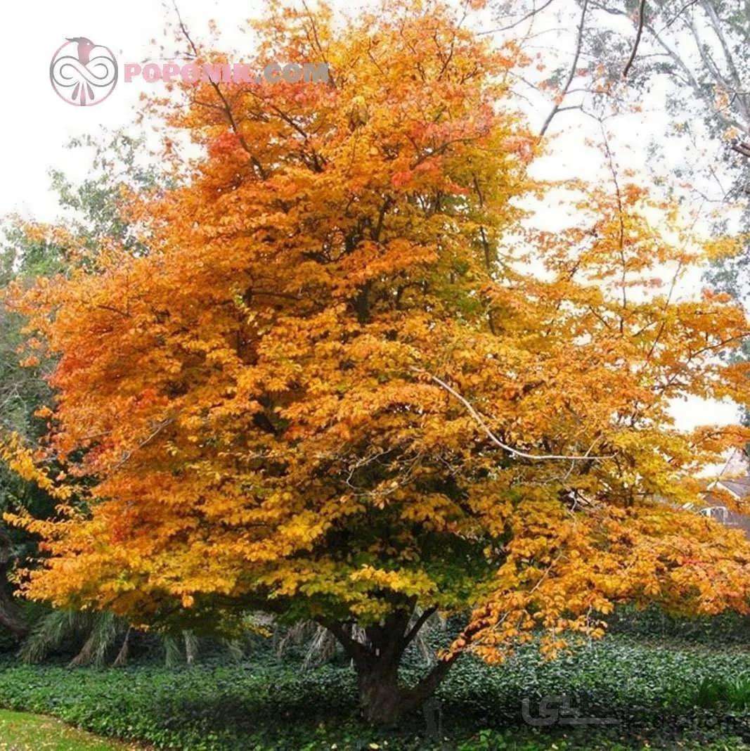 نهال انجیلی (درخت آهن)