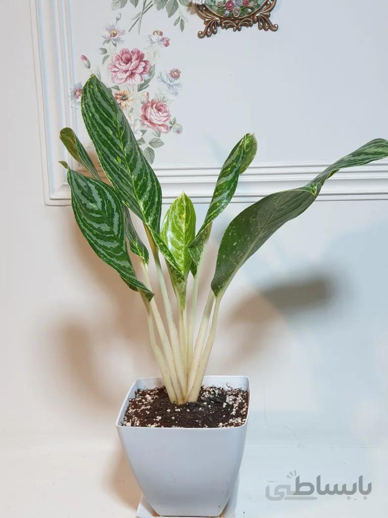 آگلونما گرین ساین