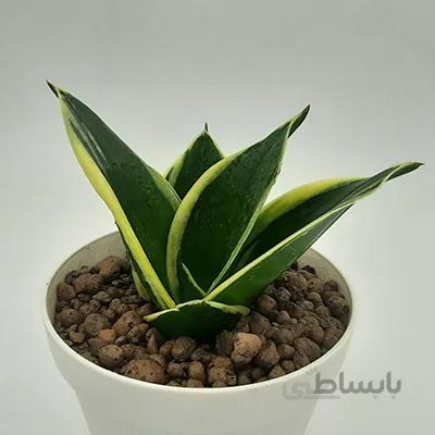سانسوریا بلک گلد ابلق | sansevieria black gold