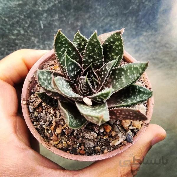 گاستر آلوئه