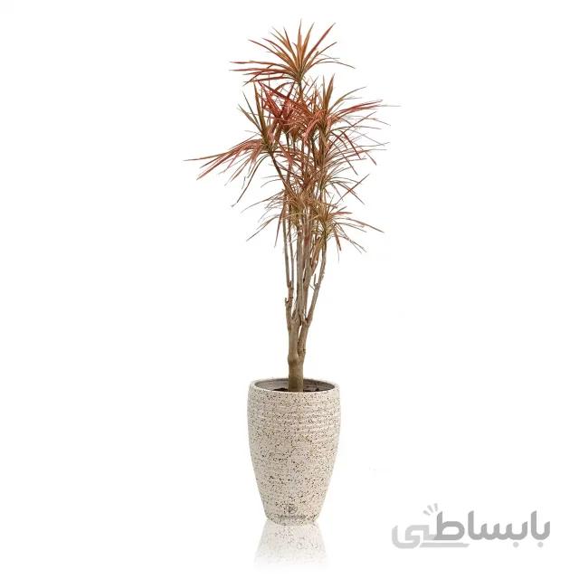 دراسنا پرچمی صورتی در گلدان چهارخط سفالی