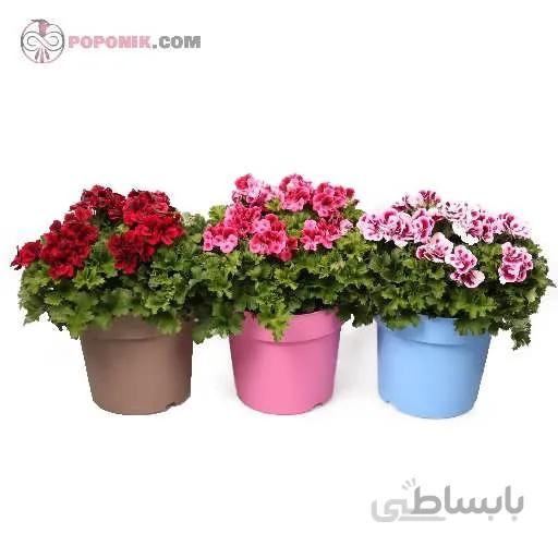 بذر گل شمعدانی میکس