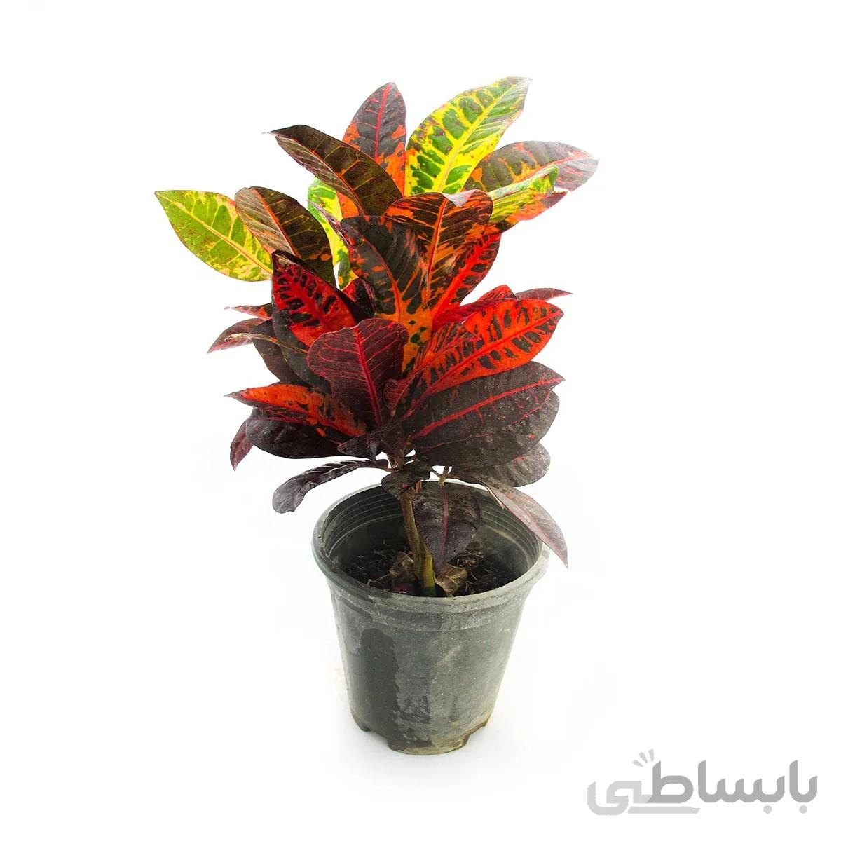 گیاه کروتون پرتقالی