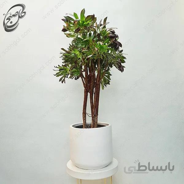 سفارش گل آنلاین – آئونیوم سبز طرح A-033