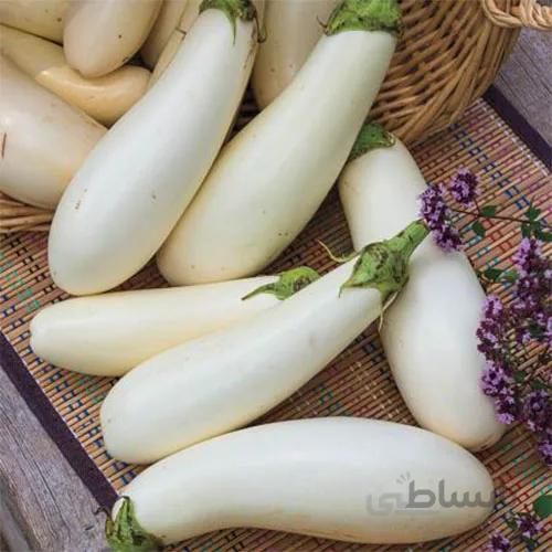 بذر بادمجان سفید قلمی