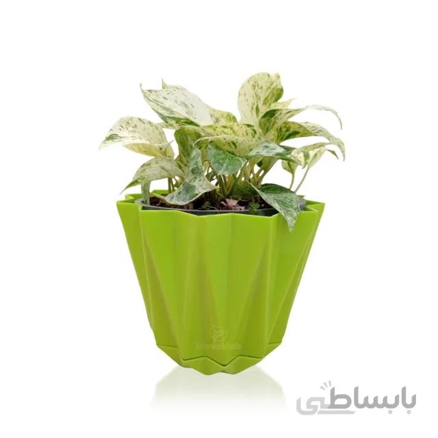 گیاه آپارتمانی پتوس مرمری ارتفاع 30 سانتیمتر