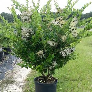 بذر درختچه دائم سبز یاس هلندی ا ligustrum texanum