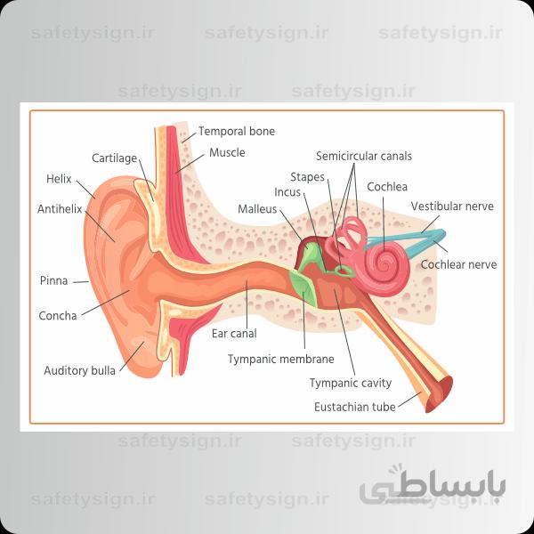 4702- آناتومی بدن – گوش ها