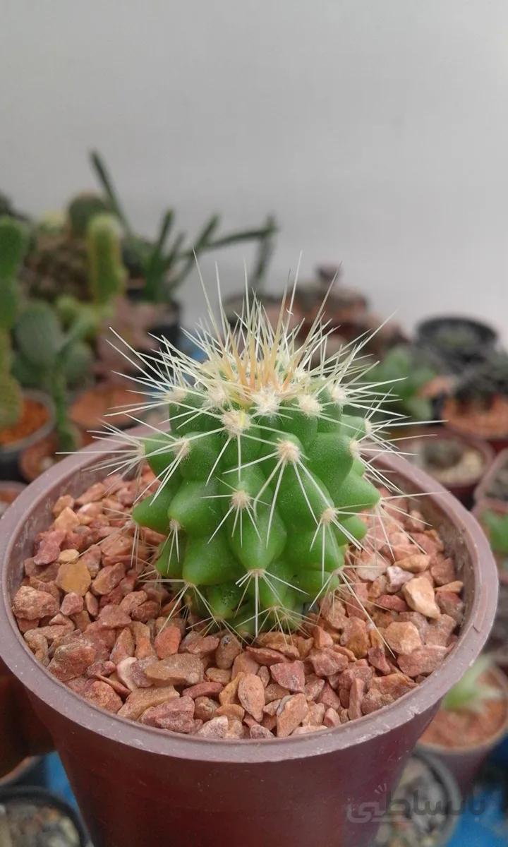 اچینوکاکتوس گروزنی echinocactus