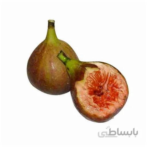 بذر بونسای انجیر خوشه ای