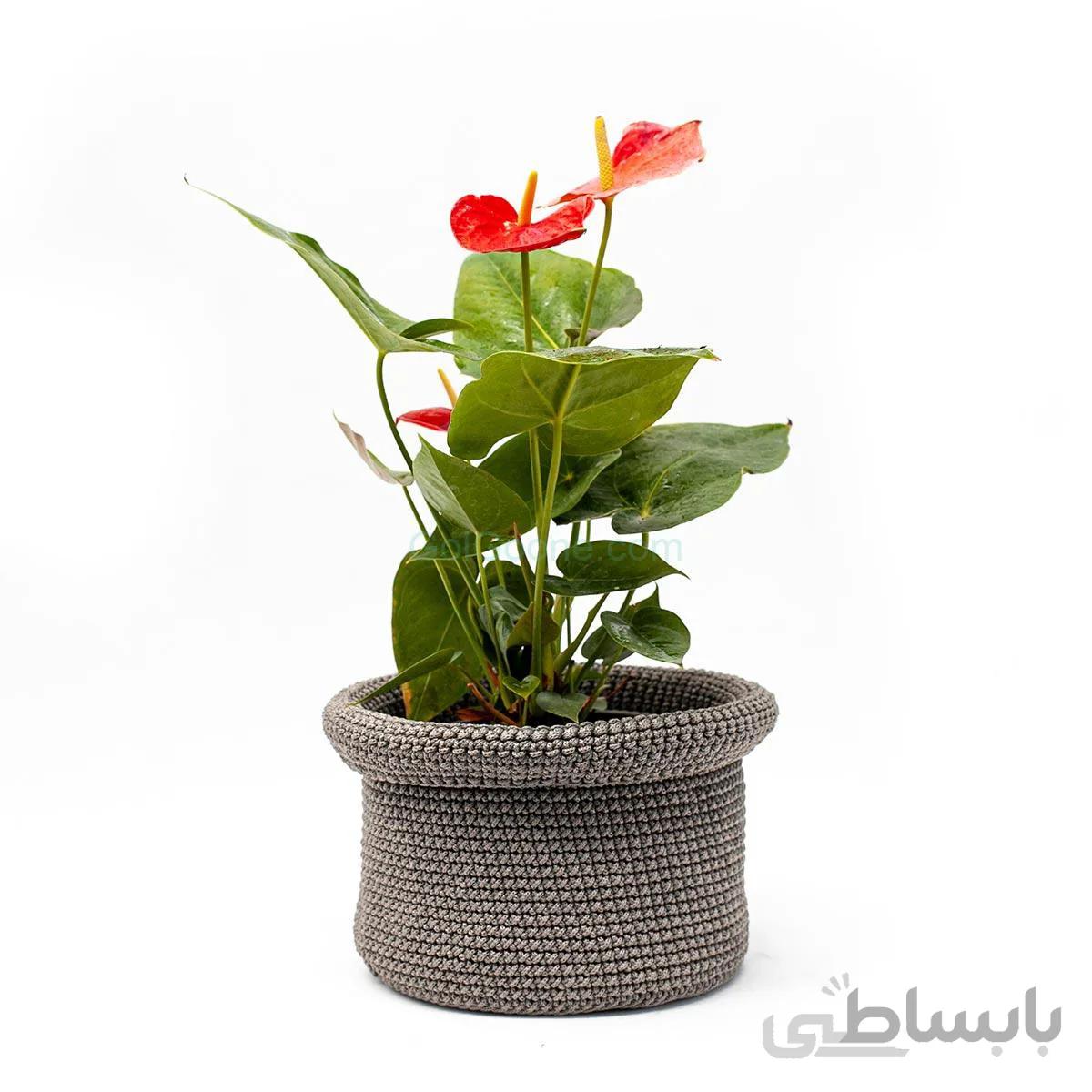 گل آنتوریوم همراه کاور شالیزه | سایز متوسط