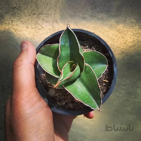 سانسوریا سامورایی
