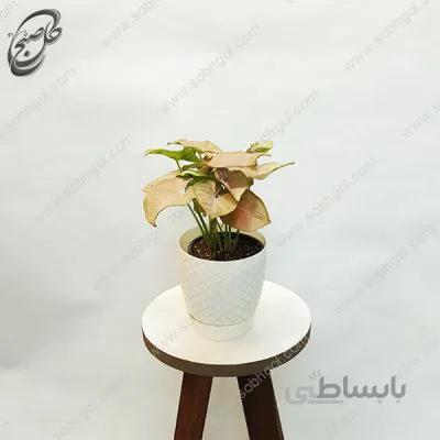 سفارش گل آنلاین – سینگونیوم طرح S-052