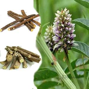 بذر گیاه دارویی شیرین بیان