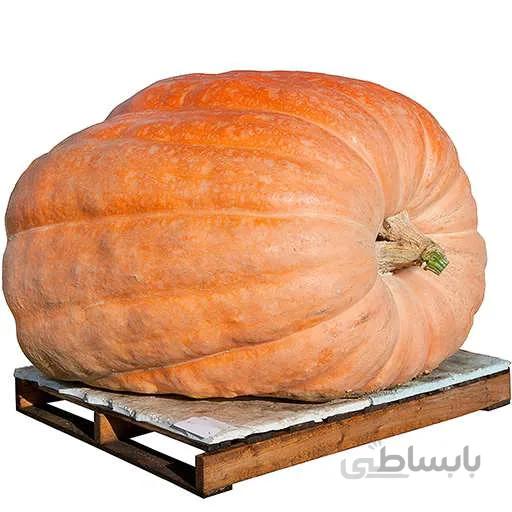 بذر کدو تنبل آتلانتیک