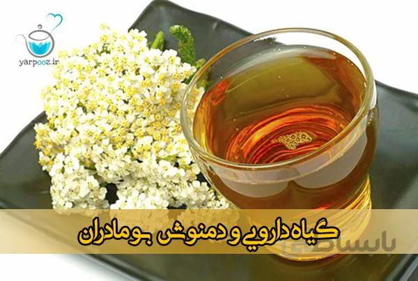گیاه دارویی و دمنوش بومادران اردبیل