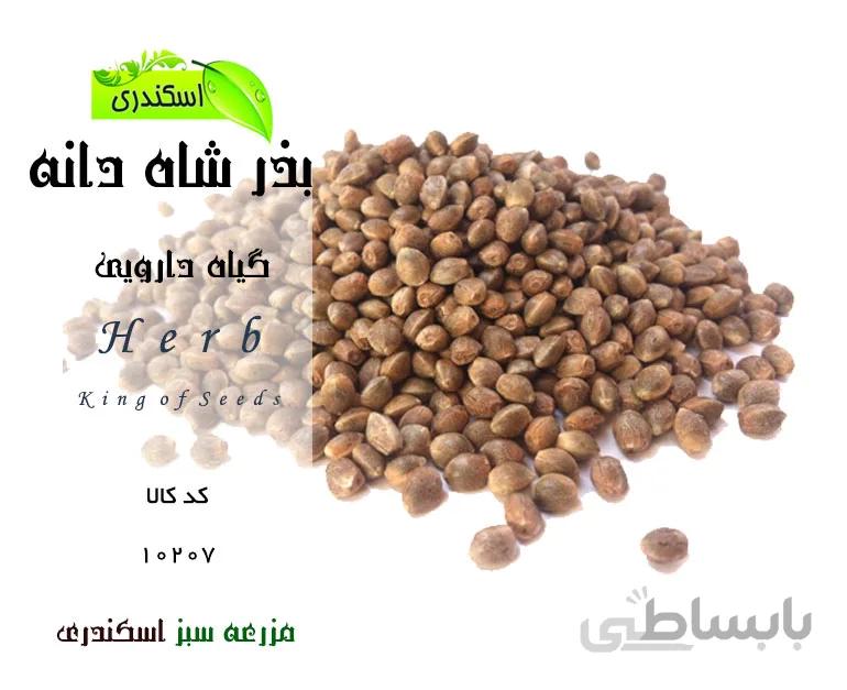 شاهدانه