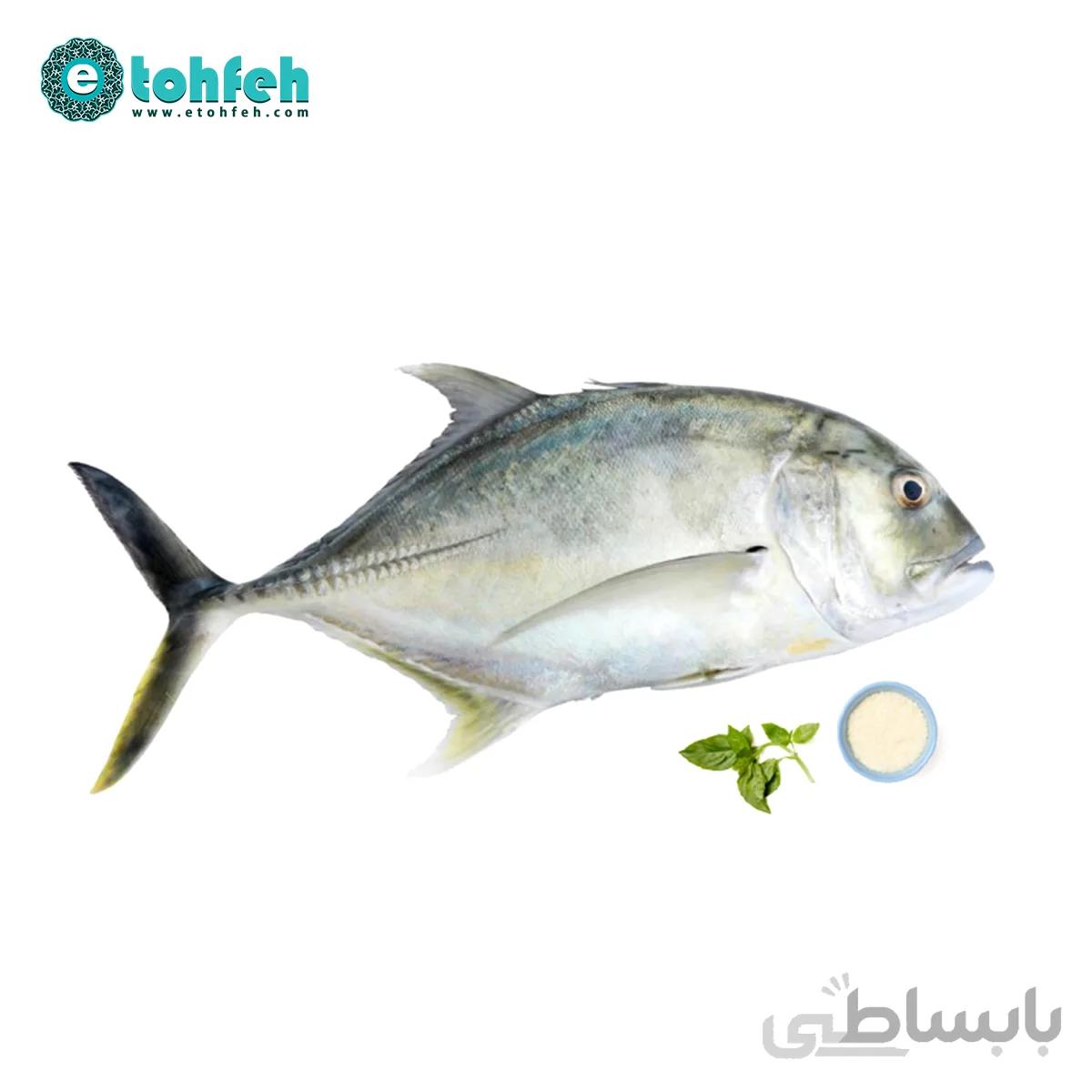 ماهی مقوا سفید