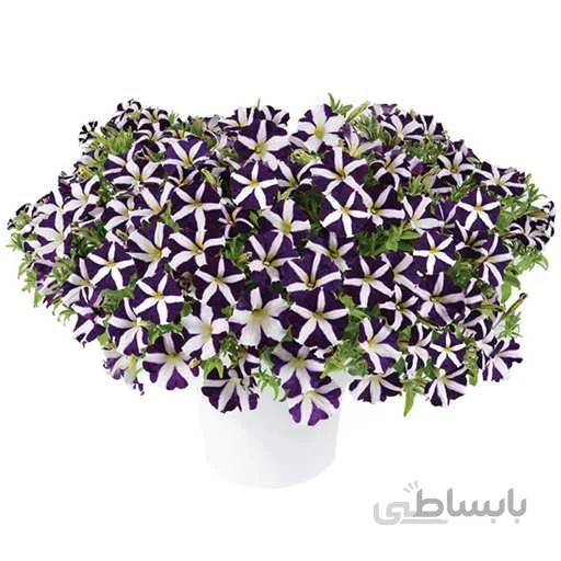 بذر گل اطلسی ستاره ای بنفش و سفید