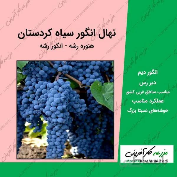 نهال گلدانی انگور سیاه کردستان - انگور رشه 2 ساله