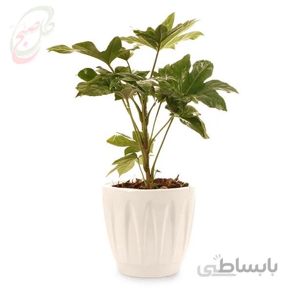 خرید گل آنلاین – آرالیای ژاپنی