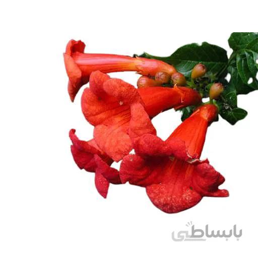 بذر پیچ اناری