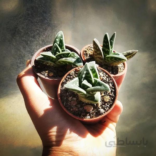 آلوئه واریگاتا