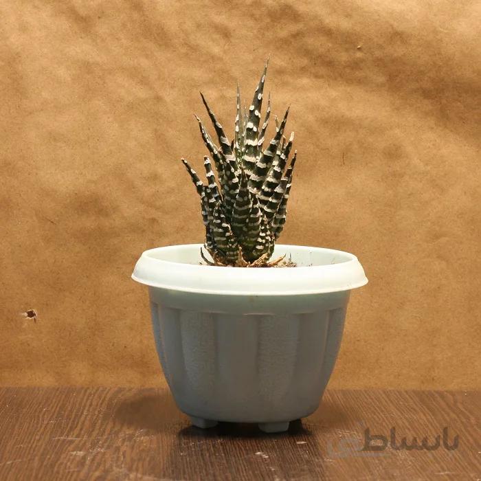 هاورتیا گورخری