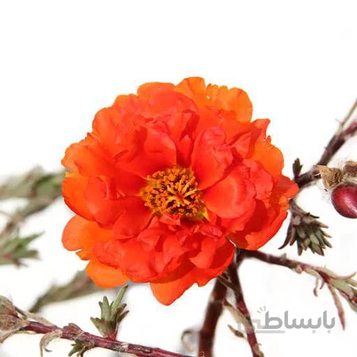 بذر گل ناز افتابی نارنجی
