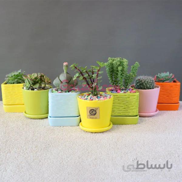 پک های کاکتوس با گلدان رنگی