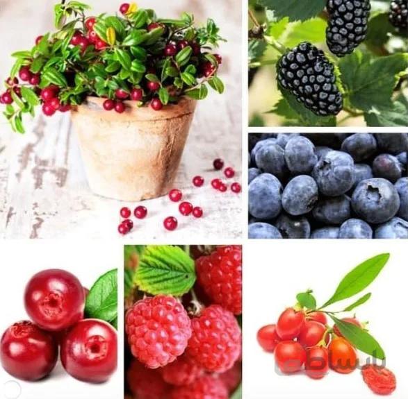 پکیج خانواده بری ها ( پکیج بذر اورجینال )