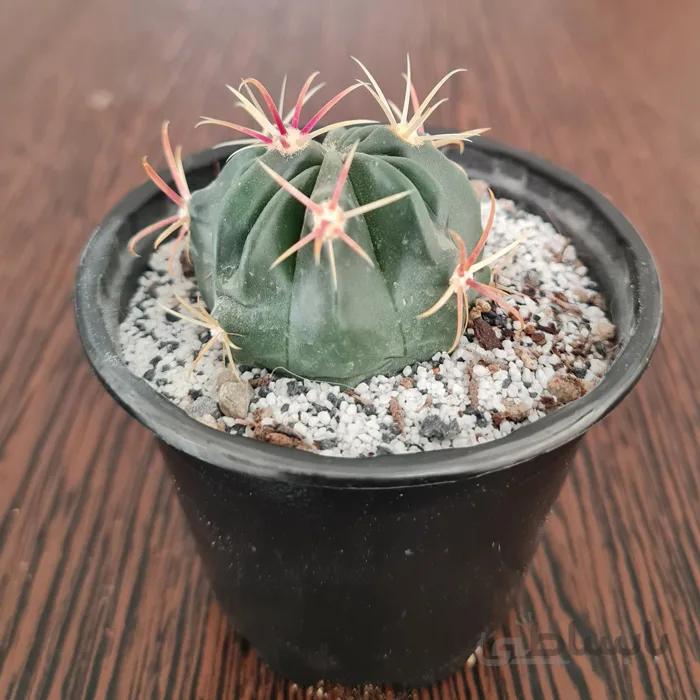 فروکاکتوس لاتیس پینوس خار سرخ Ferocactus Latispinus