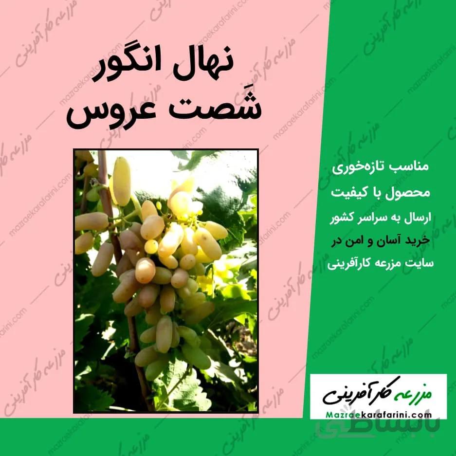 نهال انگور شصت عروس - انگور انگشت عروس